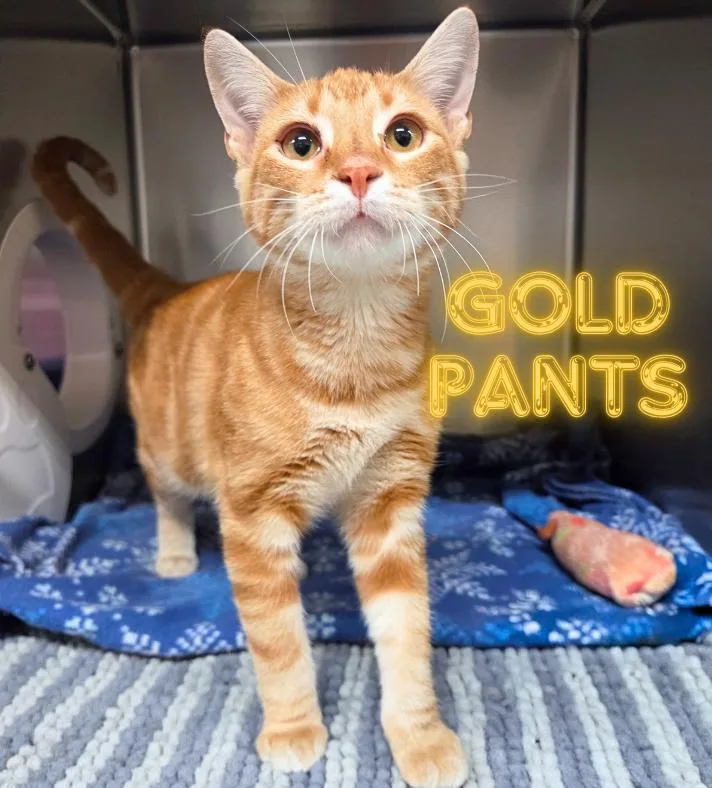 A baby medium-sized male Tabby (Orange / Red) Domestic Short Hair cat named Gold Pants for adoption in Nevada, IA