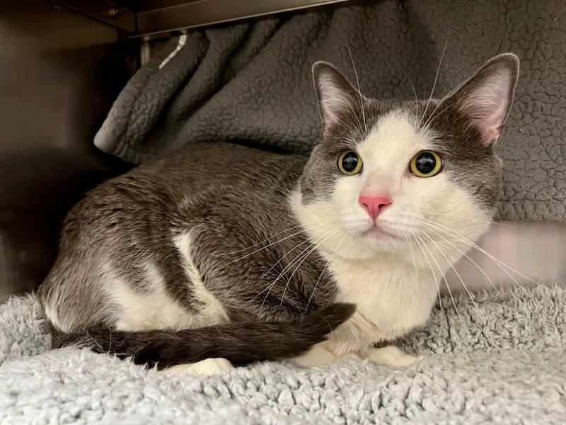 An adult large-sized male Gray & White Domestic Short Hair cat named Zack for adoption in Frederick, MD