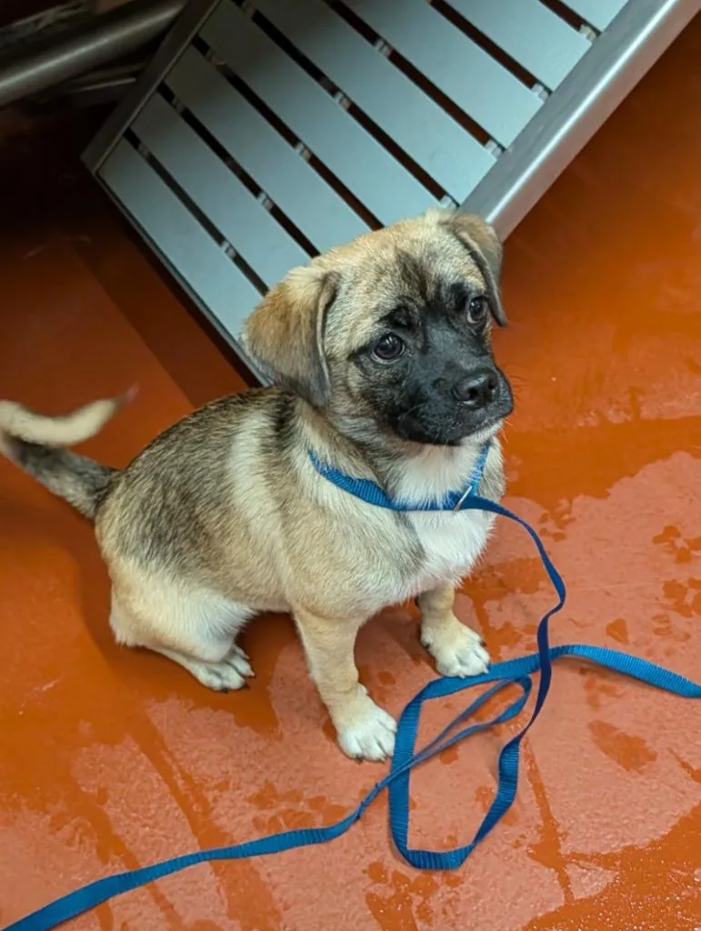 A young small-sized female Mixed Breed dog named Yang for adoption in Douglasville, GA