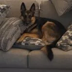 Willow thumbnail 5