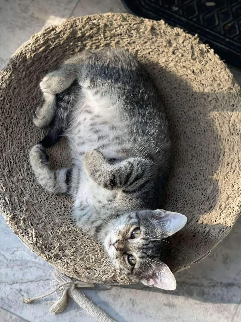 A baby medium-sized male Tabby (Gray / Blue / Silver) Tabby cat named Pisces for adoption in Richmond, VA