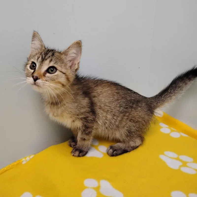 A baby small-sized female Brown / Chocolate Domestic Short Hair cat named Sorceress for adoption in Winchester, TN