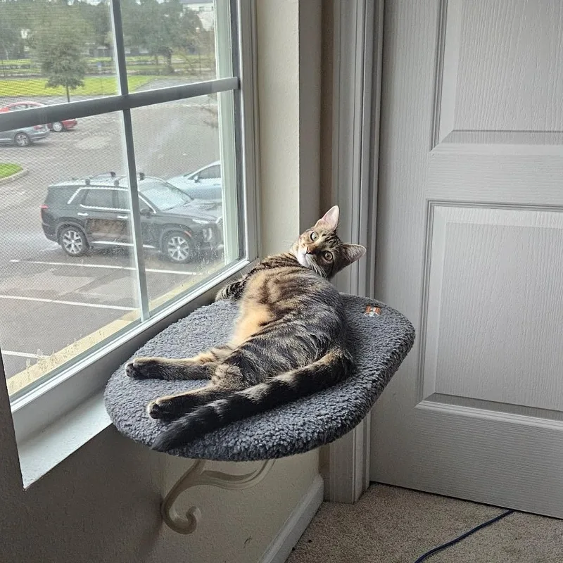 A young medium-sized female Tabby (Brown / Chocolate) Domestic Short Hair cat named Tilly for adoption in jacksonville, FL
