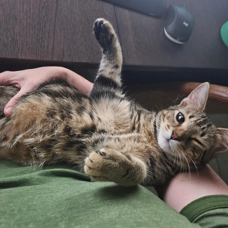 Tilly thumbnail 2