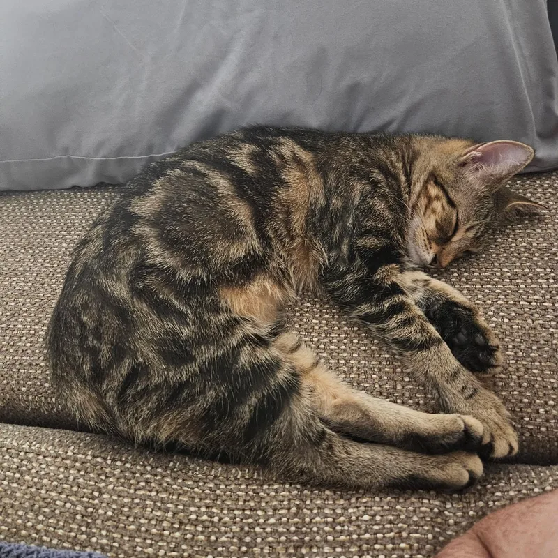 Tilly thumbnail 3