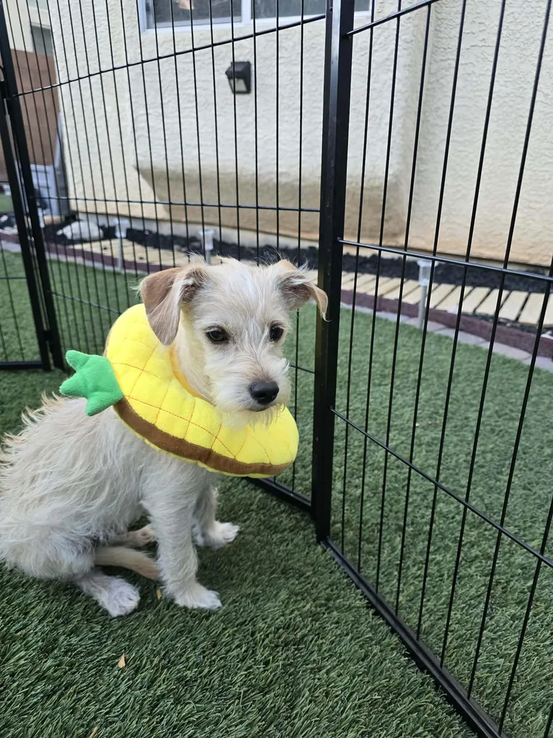 A young small-sized male Terrier dog named Ghost Aka Lil G for adoption in Las Vegas, NV