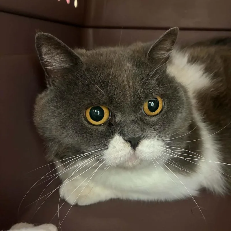 An adult large-sized male Gray / Blue / Silver British Shorthair cat named Sir Reginald for adoption in St. Helena, CA