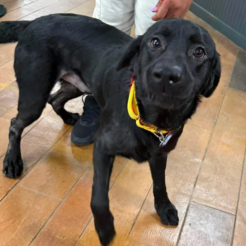 A young large-sized male Black Labrador Retriever dog named Drake for adoption in Elkton, MD