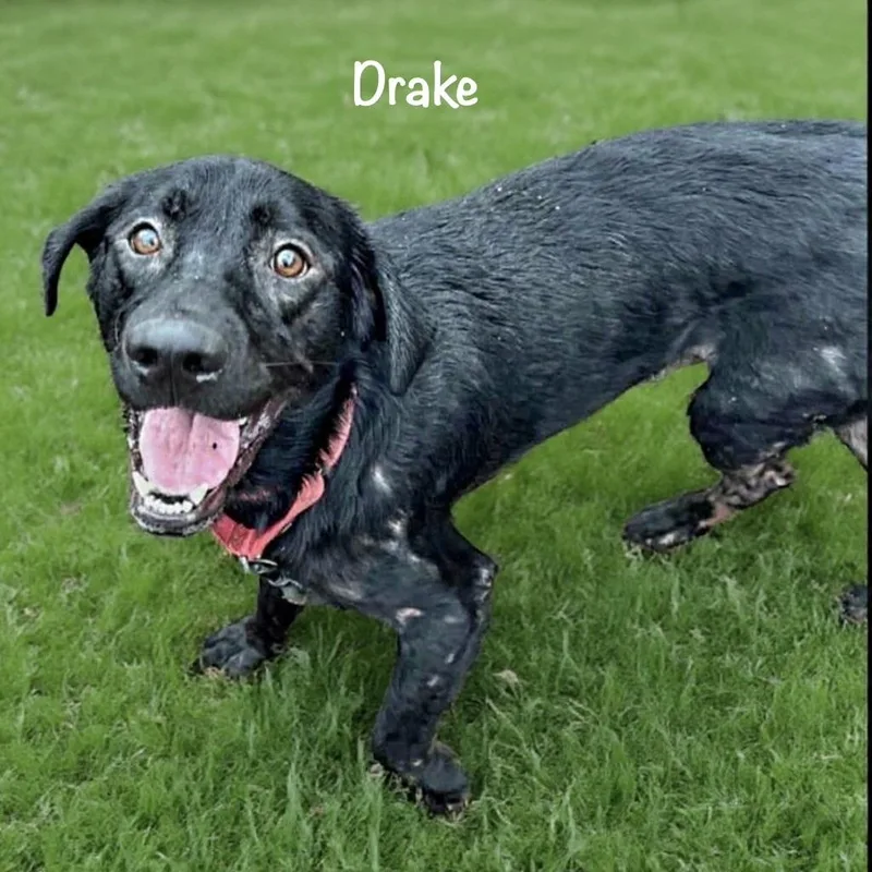 Drake thumbnail 2