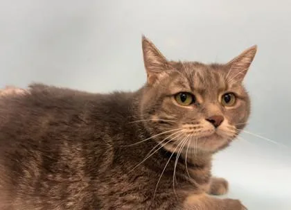An adult small-sized female Domestic Medium Hair cat named Minnie for adoption in Woodbury, MN