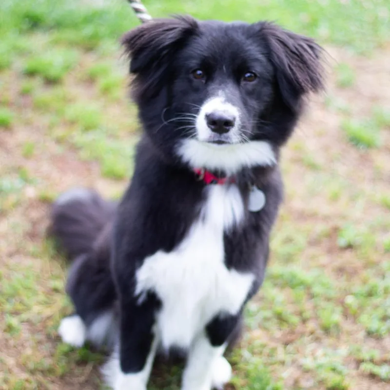 A young large-sized female Border Collie dog named Cream for adoption in Cumming, GA