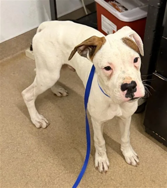 A young small-sized male Boxer dog named Cheddar for adoption in Hayward, CA