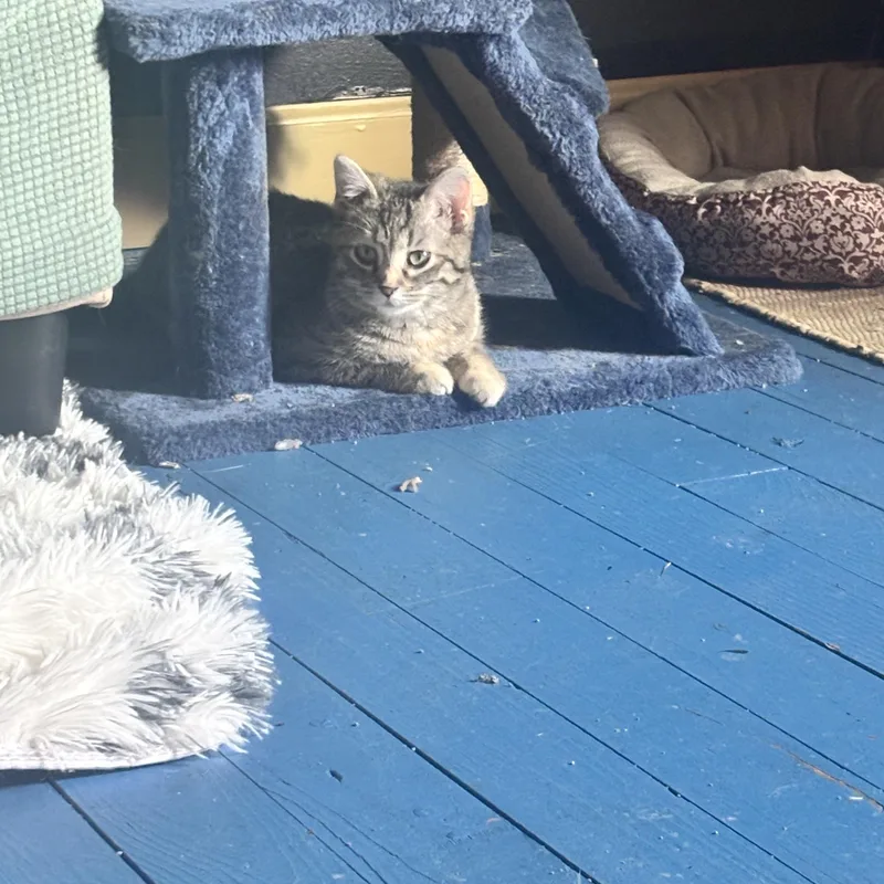 Penelope  Bonded With thumbnail 2