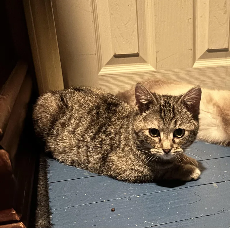 Penelope  Bonded With thumbnail 3