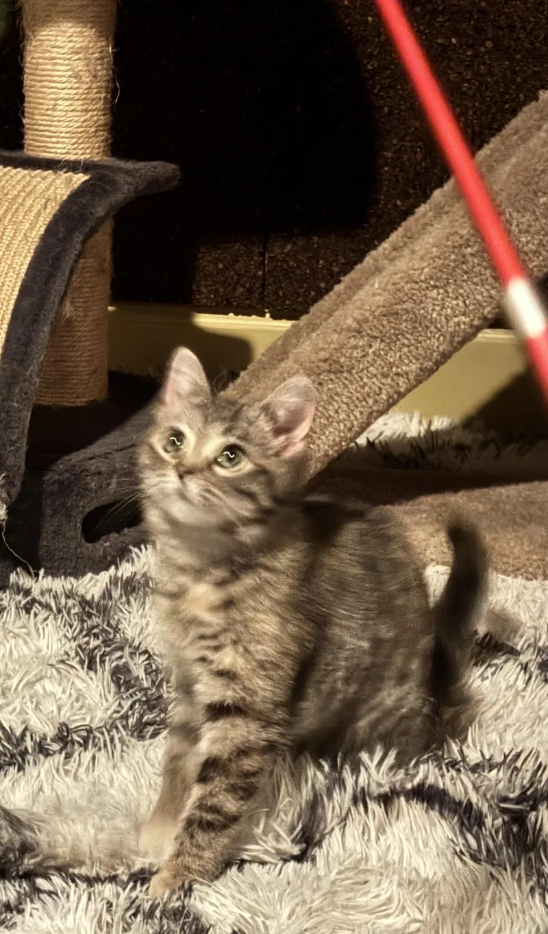 Penelope  Bonded With