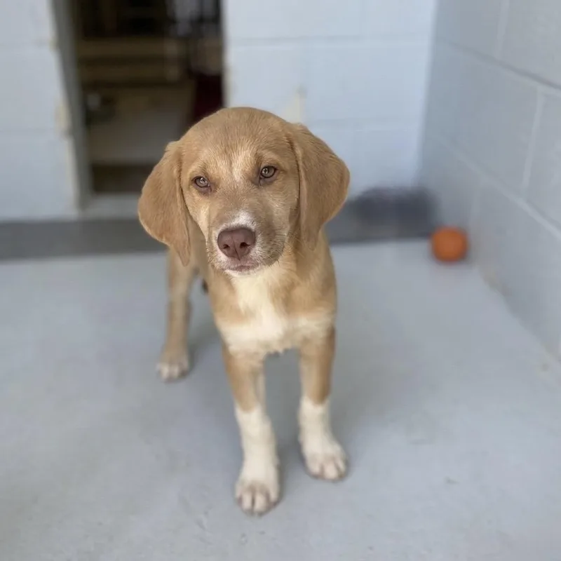 A baby small-sized male Brown / Chocolate Shepherd dog named Tank for adoption in Bastrop, TX