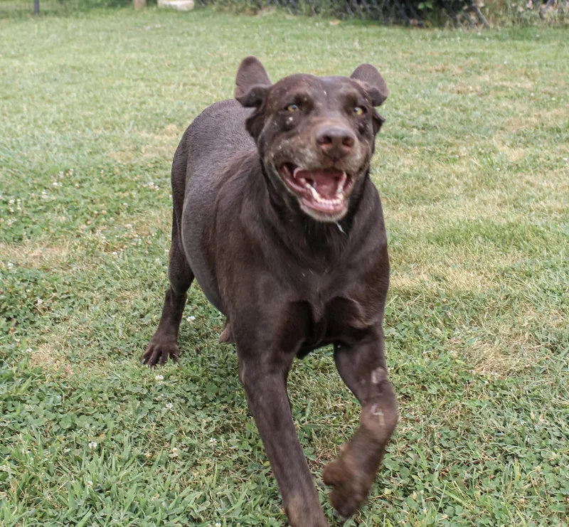 An adult large-sized female Brown / Chocolate Labrador Retriever dog named Lupe for adoption in Neosho, MO