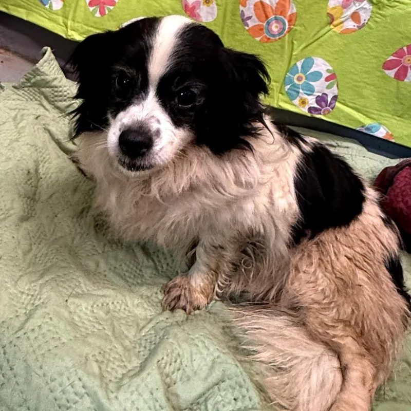 An adult small-sized female Black Mixed Breed dog named Avalanche for adoption in Aldie, VA