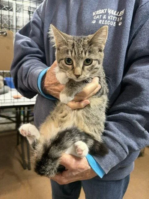 A young medium-sized female Domestic Short Hair cat named Snickers for adoption in Apollo, PA