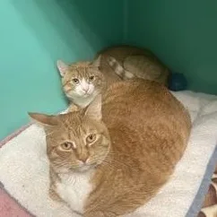 Hazel And Gori thumbnail 3