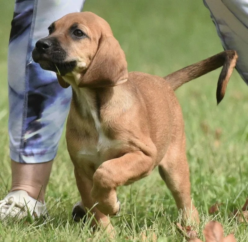 A baby medium-sized female Beagle dog named Lavender for adoption in Mechanicsburg, PA