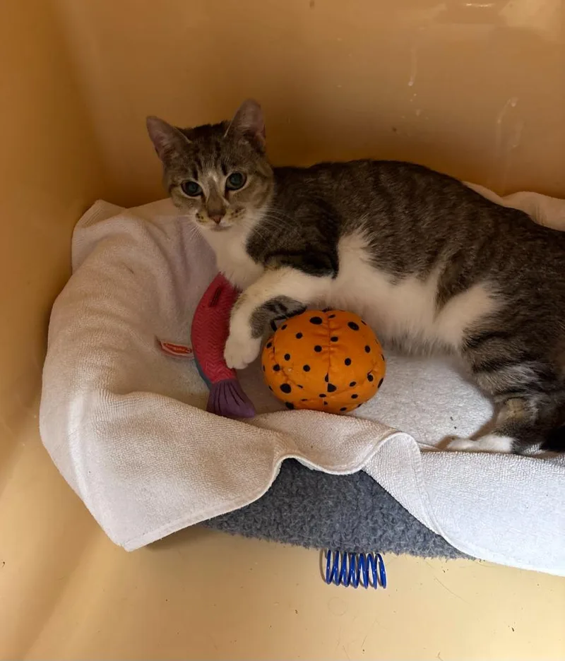 A young medium-sized female Domestic Short Hair cat named Cleo Park for adoption in Windsor, CT