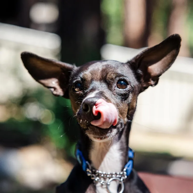 An adult small-sized male Black Chihuahua dog named Mr. Noodle for adoption in Incline Village, NV