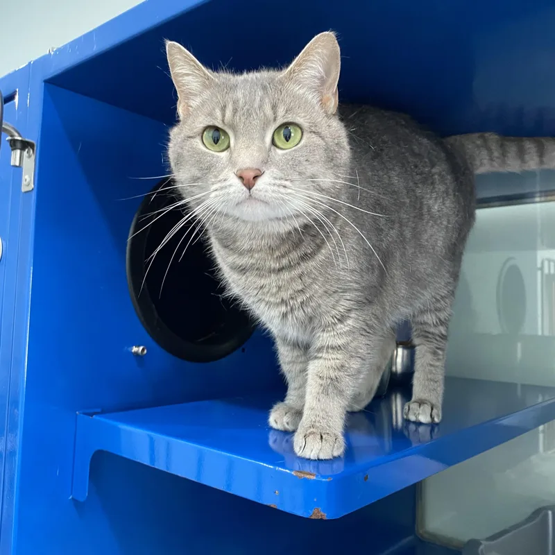 A young medium-sized female Tabby (Gray / Blue / Silver) Domestic Short Hair cat named Sofie for adoption in Sault Sainte Marie, MI