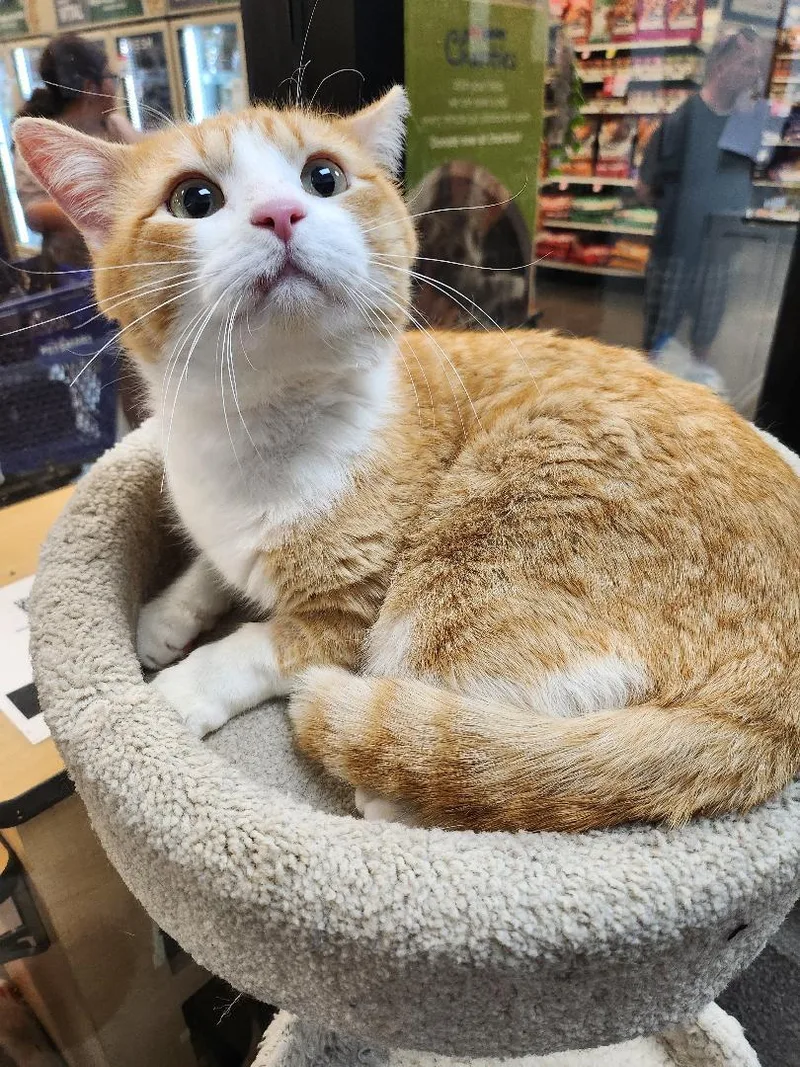 A young medium-sized male Orange & White Domestic Short Hair cat named Cahoots for adoption in Las Vegas, NV
