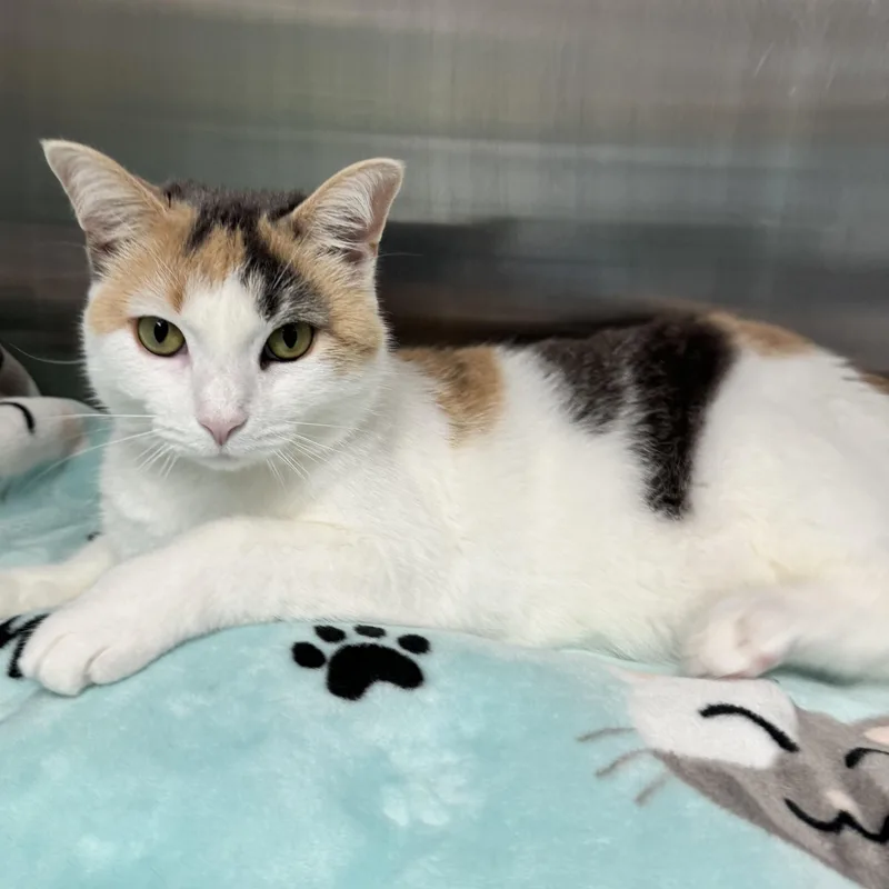 An adult medium-sized female Dilute Calico Domestic Short Hair cat named Elvira for adoption in Binghamton, NY