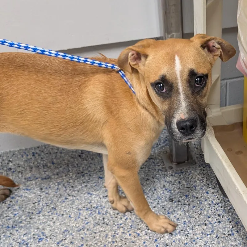 A young medium-sized female Brown / Chocolate Mixed Breed dog named Ryan for adoption in Greenville, SC