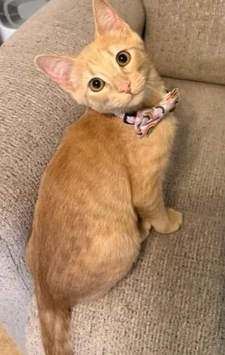 Melon