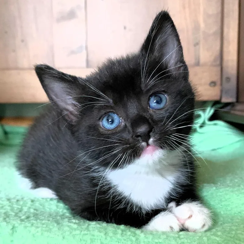 A baby small-sized female Black Domestic Short Hair cat named Mousarella for adoption in Michigan City, IN