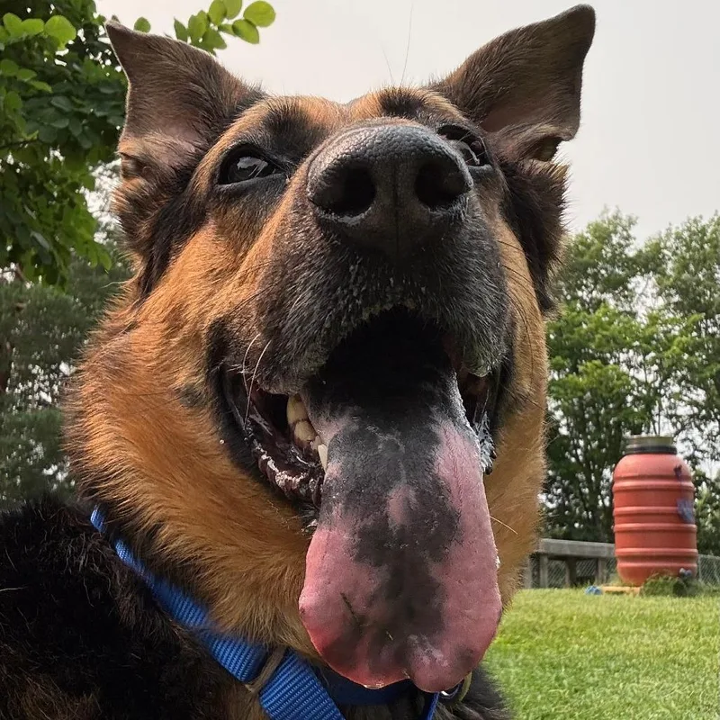 A senior large-sized female Brown / Chocolate Mixed Breed dog named Nala for adoption in South Burlington, VT