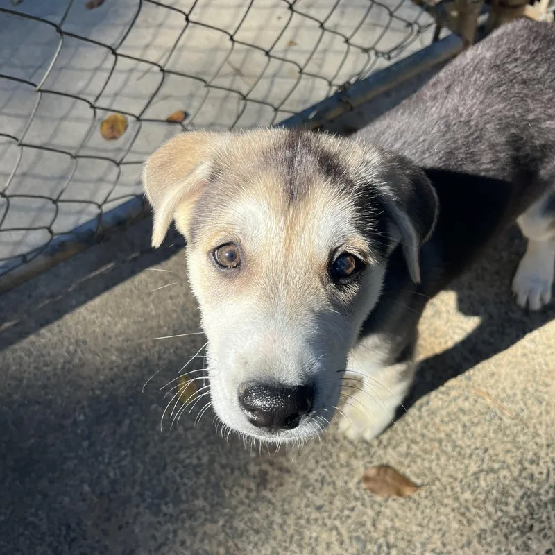 A baby large-sized female Brown / Chocolate Husky dog named Chatham for adoption in Salisbury, NC
