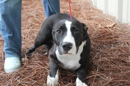 An adult medium-sized male American Bulldog dog named Piplup for adoption in Brunswick, GA