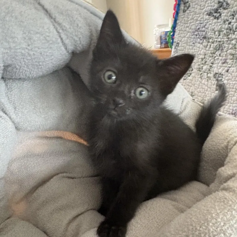 A baby small-sized male Black Domestic Short Hair cat named Nix for adoption in League City, TX