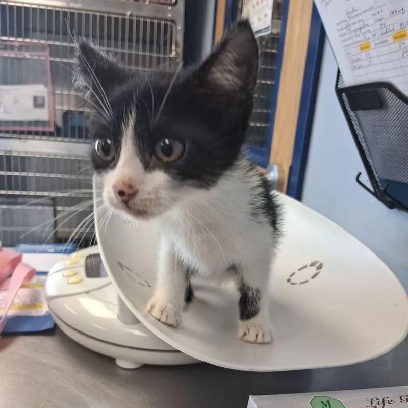 A young small-sized male Black Domestic Short Hair cat named Pushpop for adoption in Kingman, AZ
