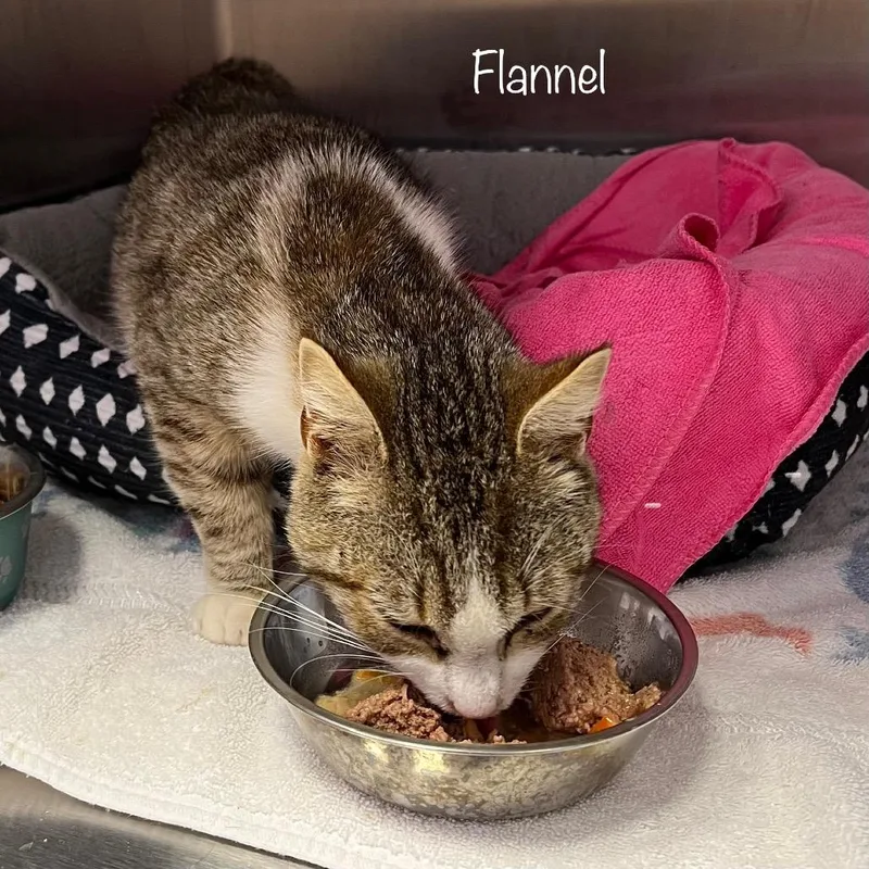 An adult medium-sized male White Domestic Short Hair cat named Flannel for adoption in Madisonville, TN