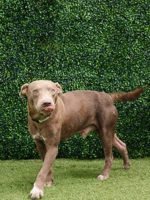 An adult medium-sized male Terrier dog named Rugby for adoption in Naples, FL