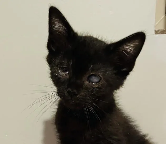 A baby small-sized male Domestic Short Hair cat named Durban for adoption in Tucson, AZ