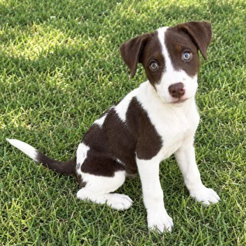 A baby small-sized female Bicolor Pointer dog named Buffy Lonestar for adoption in Rockaway, NJ