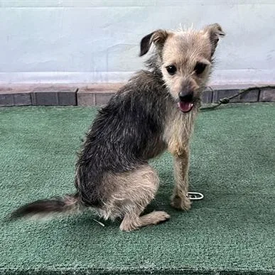 A young small-sized male Yellow / Tan / Blond / Fawn Terrier dog named Miles Chino Hills for adoption in Chino Hills, CA
