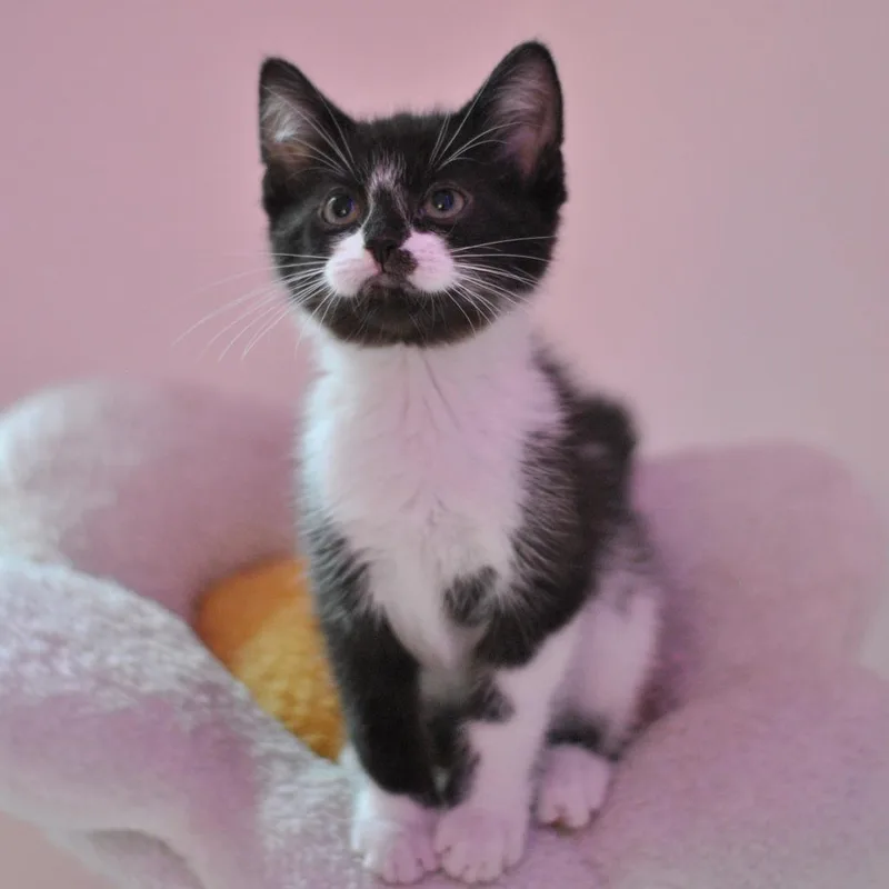 A baby small-sized male Black Domestic Short Hair cat named Swarovski for adoption in Forest Park, IL