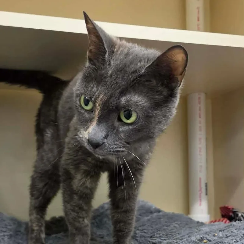 An adult small-sized female Gray / Blue / Silver Domestic Short Hair cat named Baby girl for adoption in Greenville, NC