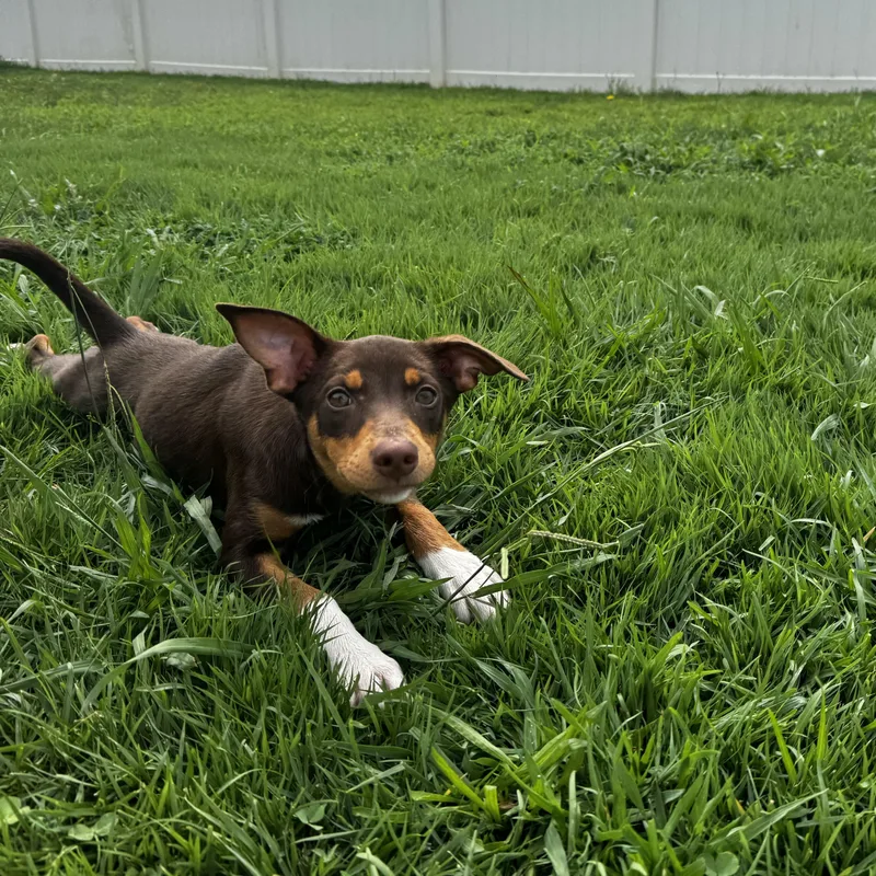 A baby medium-sized female Bicolor Australian Kelpie dog named Jocelyn for adoption in Rock Hill, SC