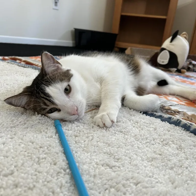 An adult large-sized male White Domestic Short Hair cat named Jack for adoption in Manchester, CT