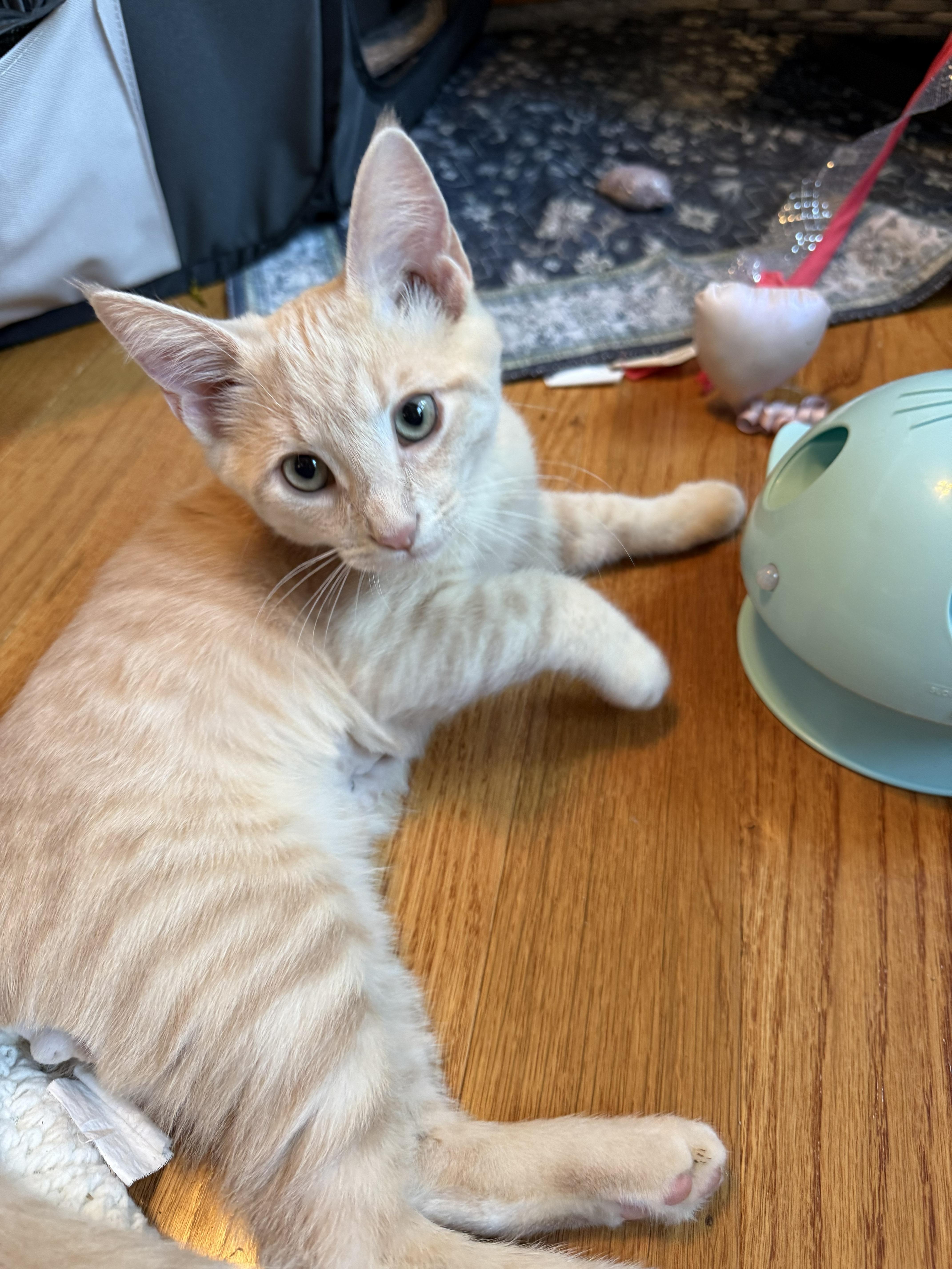 A baby small-sized male Tabby (Orange / Red) Domestic Short Hair cat named Cosmo for adoption in Columbus, IN