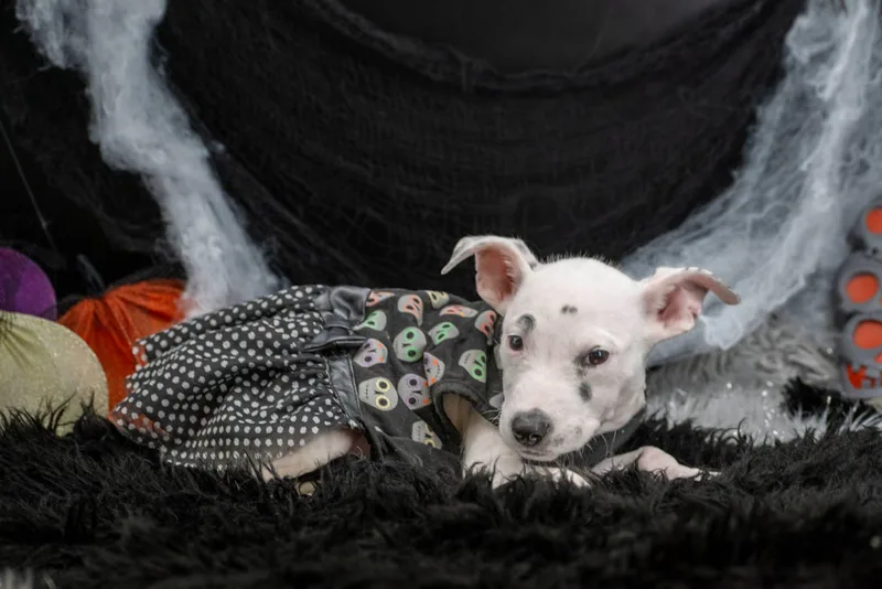 Skelepup