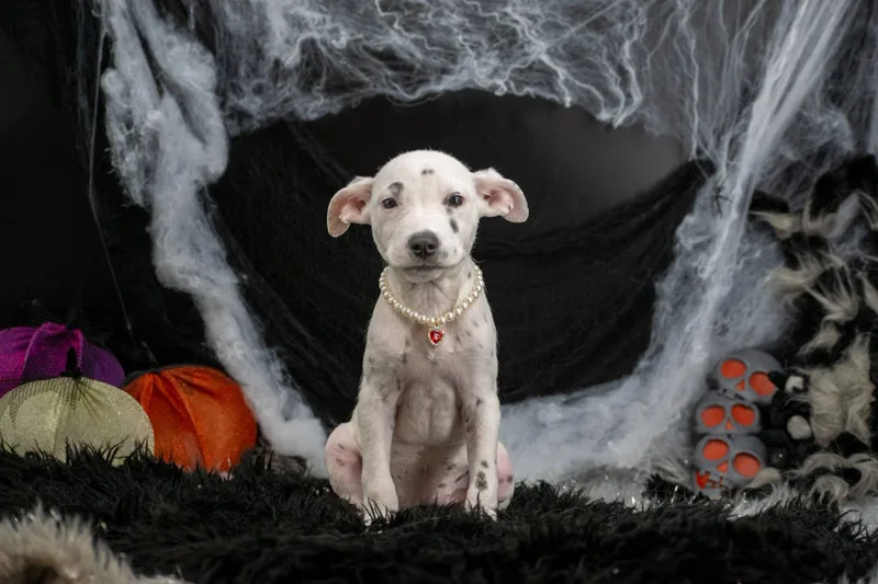 Skelepup thumbnail 2